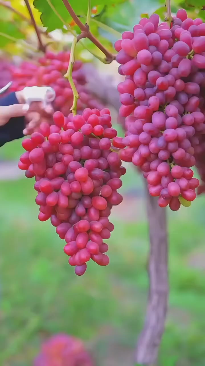 Thai Red Grapes Hybrid Fruit Plant