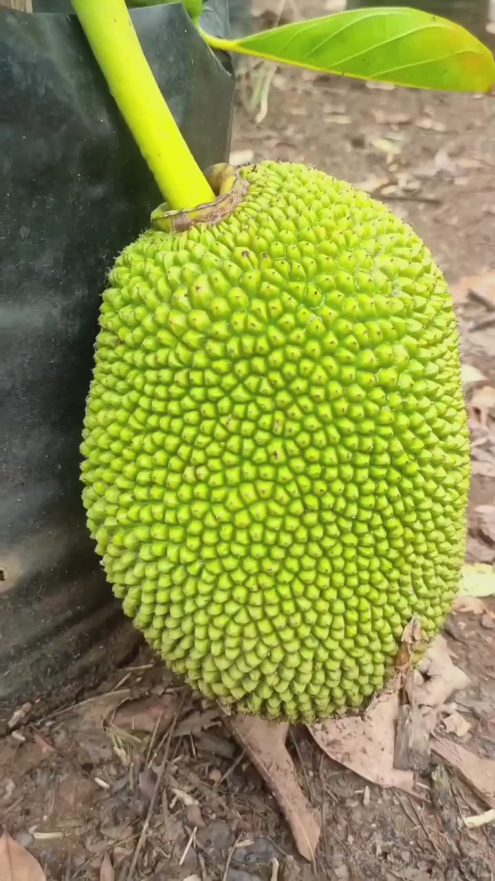 Vietnam Super Early Jackfruit(Grafted) - All Time Jackfruit