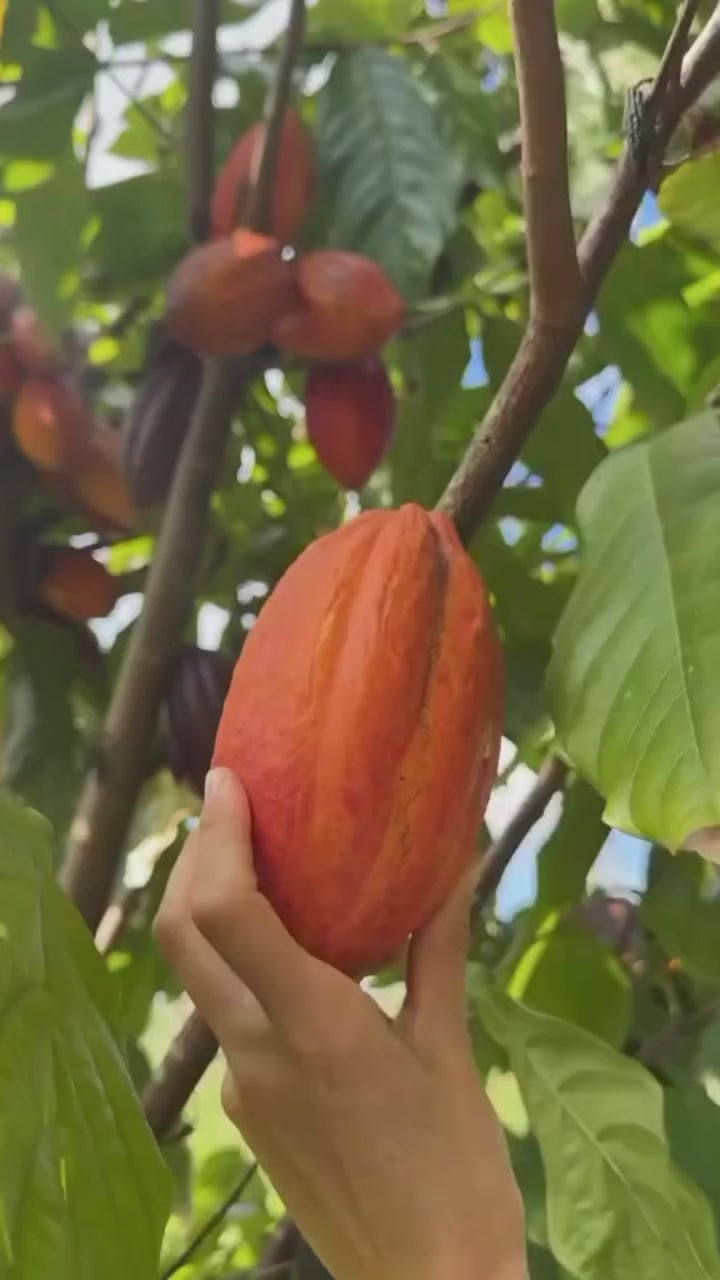 African Chocolate/cocoa Fruit Hybrid Live Plant (pack Of - 1)