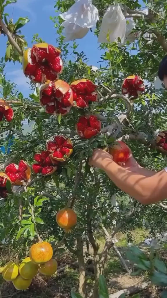 Super Bhagwa Pomegranate/anar Hybrid Fruit Plant