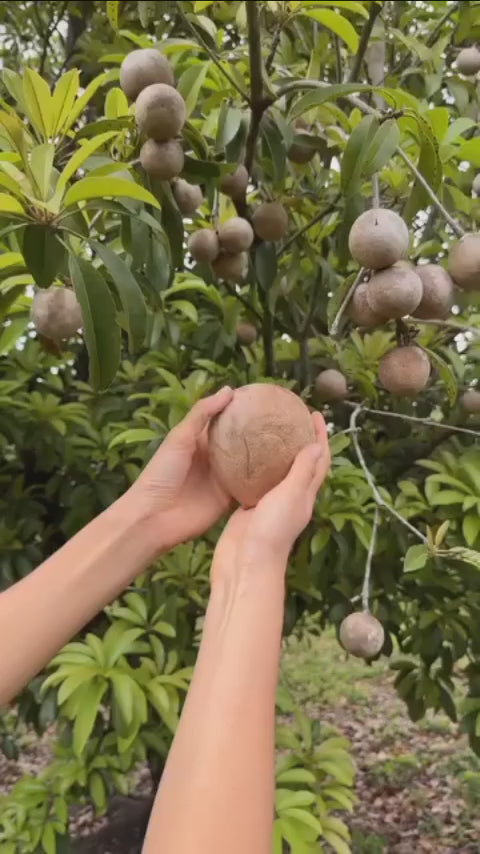 Thai Cricket Ball Chikku /sapota Grafted Fruit Plant (pack Of - 1)