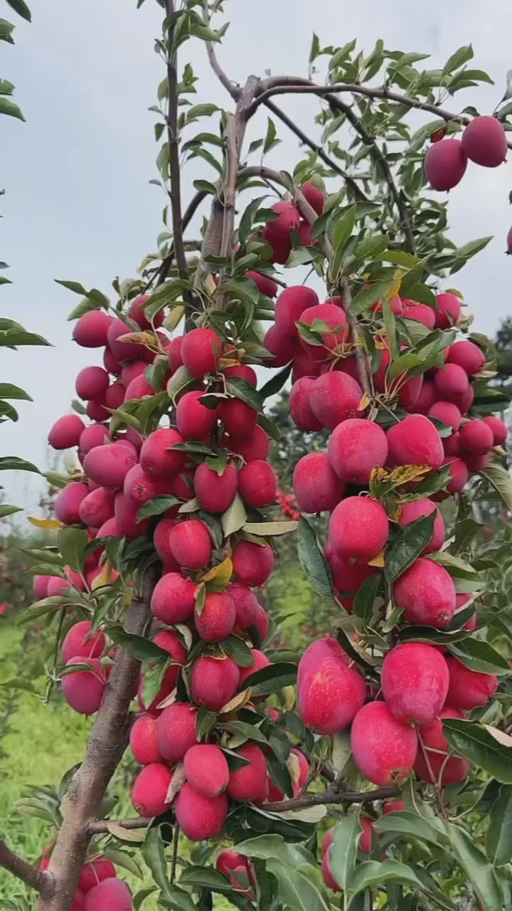 American Craft Apple Hybrid Fruit Air Learning Plant (pack Of - 1)