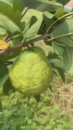 Red Diamond Guava Hybrid Fruit Plant