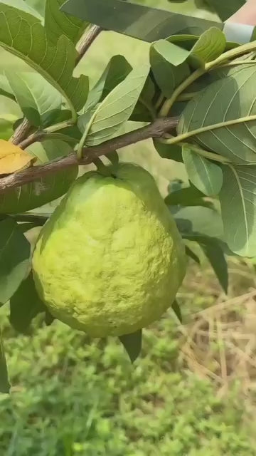 Red Diamond Guava Hybrid Fruit Plant