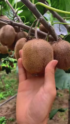 Kiwi Fruit Hybrid Air Learning Grafted Plant (pack Of - 1)