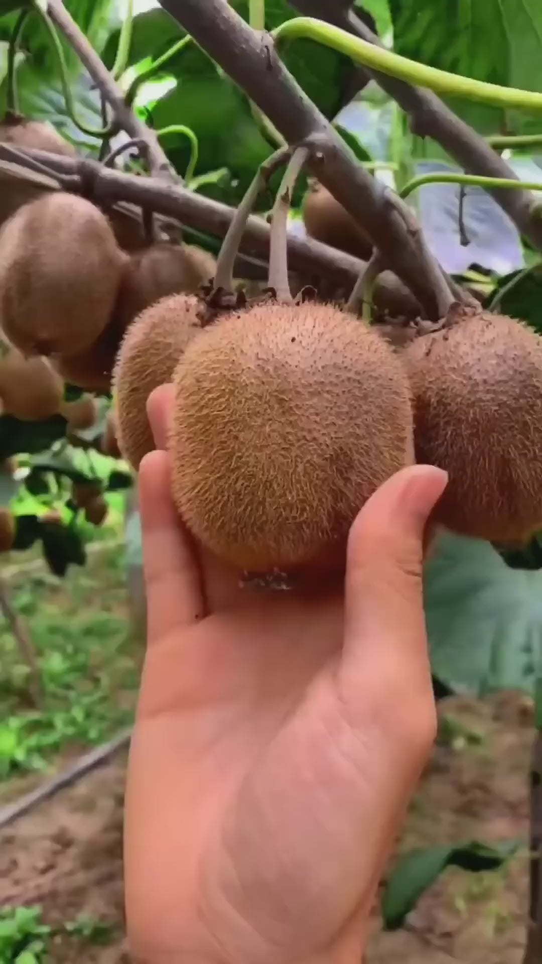 Kiwi Fruit Hybrid Air Learning Grafted Plant (pack Of - 1)