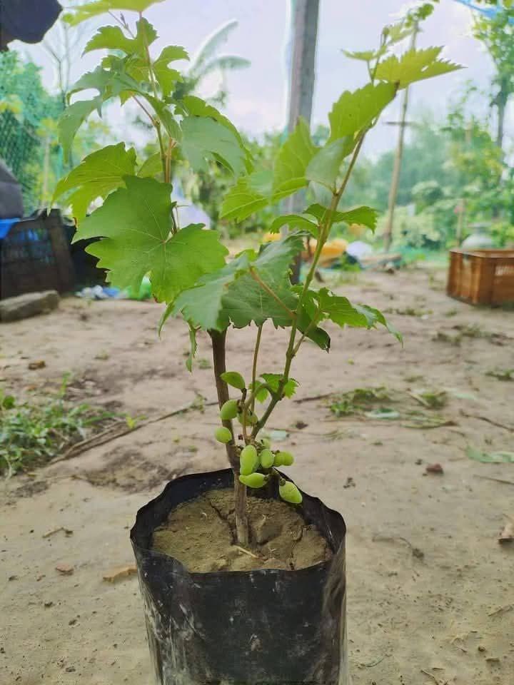 Thai Finger Grapes Hybrid Air Learning Grafted Fruit Plant (Pack Of - 1)