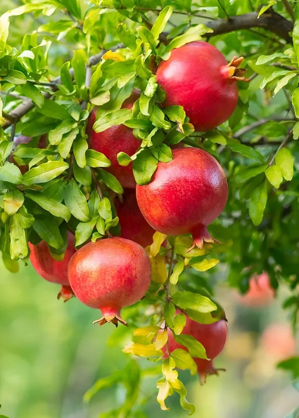 Pomegranate/anar Hybrid Fruit Plant (air Layering Grafted Plant)