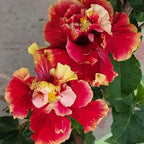 Double Petal Varitey Hibiscus Flower Live Plant