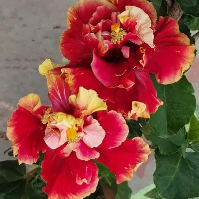 Double Petal Varitey Hibiscus Flower Live Plant