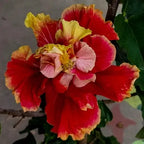 Double Petal Varitey Hibiscus Flower Live Plant