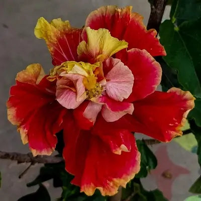 Double Petal Varitey Hibiscus Flower Live Plant