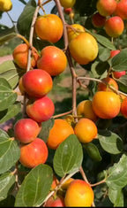 Thai Apple Ber Hybrid Grafted Fruit Plant
