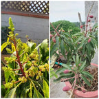 Japanese Miyazaki Mango Hybrid Grafted Plant Perfect For Your Home Garden 1 Healthy Live Plant