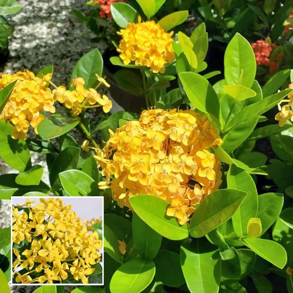 Ixora/Rugmini Flower Live Plant Perfect For Your Balcony And Home Garden 1 Healthy Live Plant