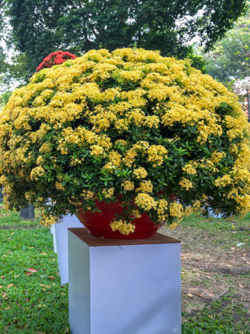 Ixora/Rugmini Flower Live Plant Perfect For Your Balcony And Home Garden 1 Healthy Live Plant
