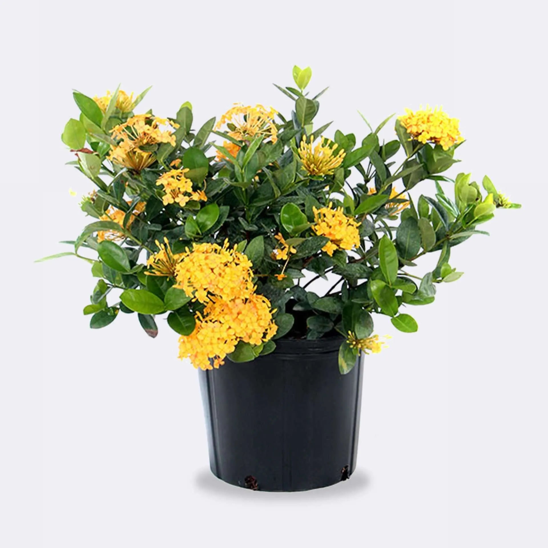 Ixora/Rugmini Flower Live Plant Perfect For Your Balcony And Home Garden 1 Healthy Live Plant