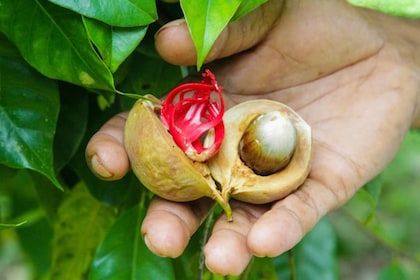 Nutmeg Spice Live Plant Hybrid Javitri Jaifall/Jaiphal Masala Live Tree "Kerala Variety" Healthy Plant