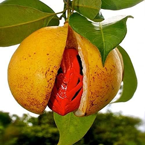 Nutmeg Spice Live Plant Hybrid Javitri Jaifall/Jaiphal Masala Live Tree "Kerala Variety" Healthy Plant