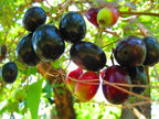Thai Black Jamun Hybrid Fruit Plant