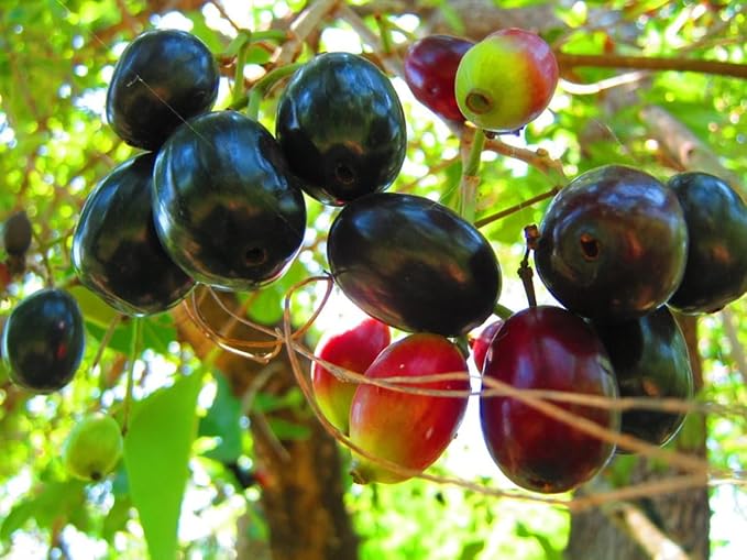 Thai Black Jamun Hybrid Fruit Plant