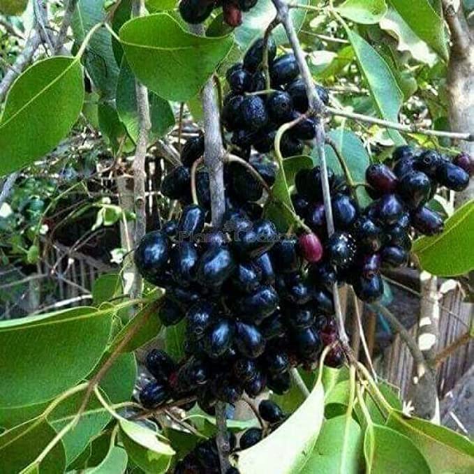 Thai Black Jamun Hybrid Fruit Plant