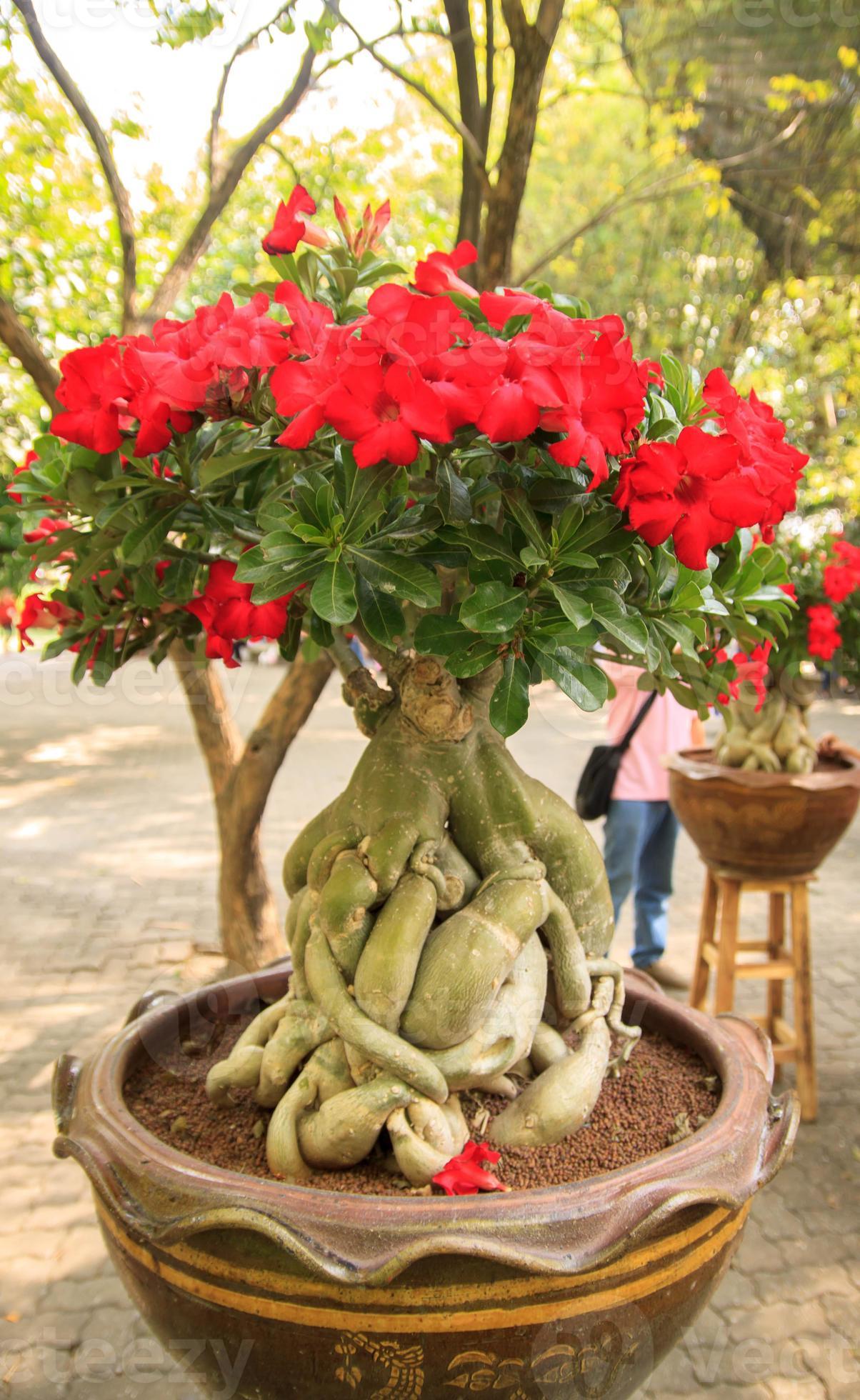 Adenium Plant Live Combo Without Pot Bonsai Multi Petal Desert Rose Pack Of - 6 (ALL plants are seedling Plants)