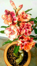 Adenium Hybrid Dwarf Variety Flower Plant (Pack Of - 1)