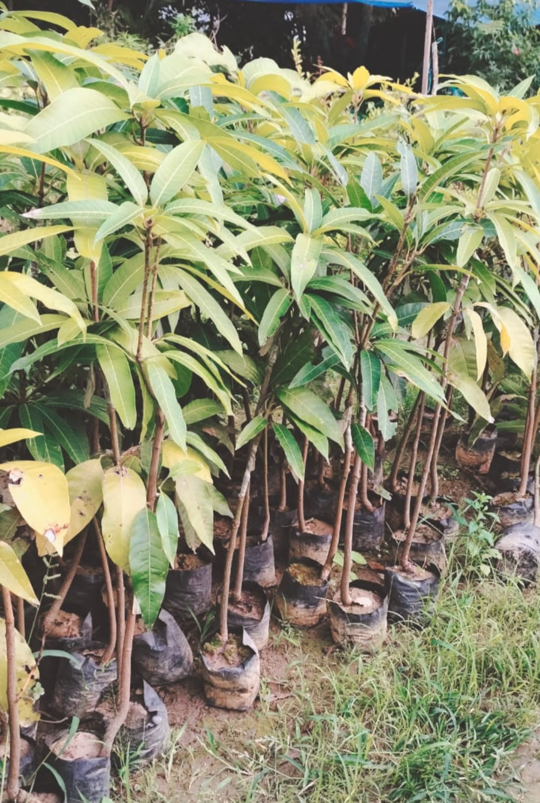 Cherry Mango Grafted Fruit Plant