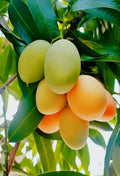 Cherry Mango Grafted Fruit Plant