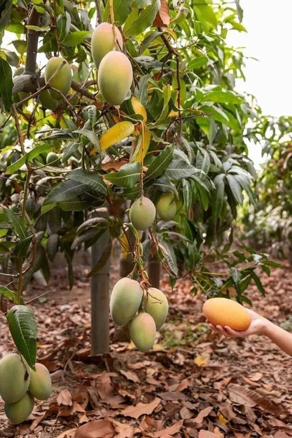 Cherry Mango Grafted Fruit Plant