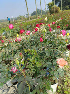 Calimbing Rose Flower Live Plant (pack Of -1 )