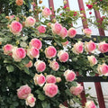 Calimbing Rose Flower Live Plant (pack Of -1 )