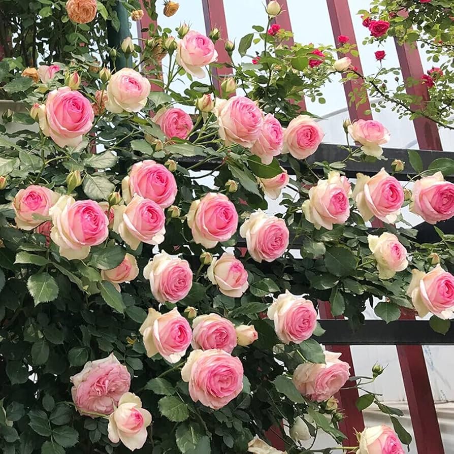 Calimbing Rose Flower Live Plant (pack Of -1 )
