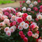 Calimbing Rose Flower Live Hybrid Plant (pack Of -1 )