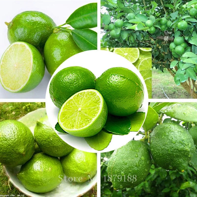 Seedless Lemon Hybrid Air Learning Fruit Plant