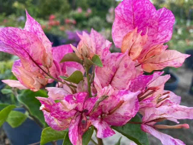Arjunan Bougainvillea Flower Plant For Your Home Garden