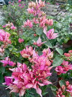 Arjunan Bougainvillea Flower Plant For Your Home Garden