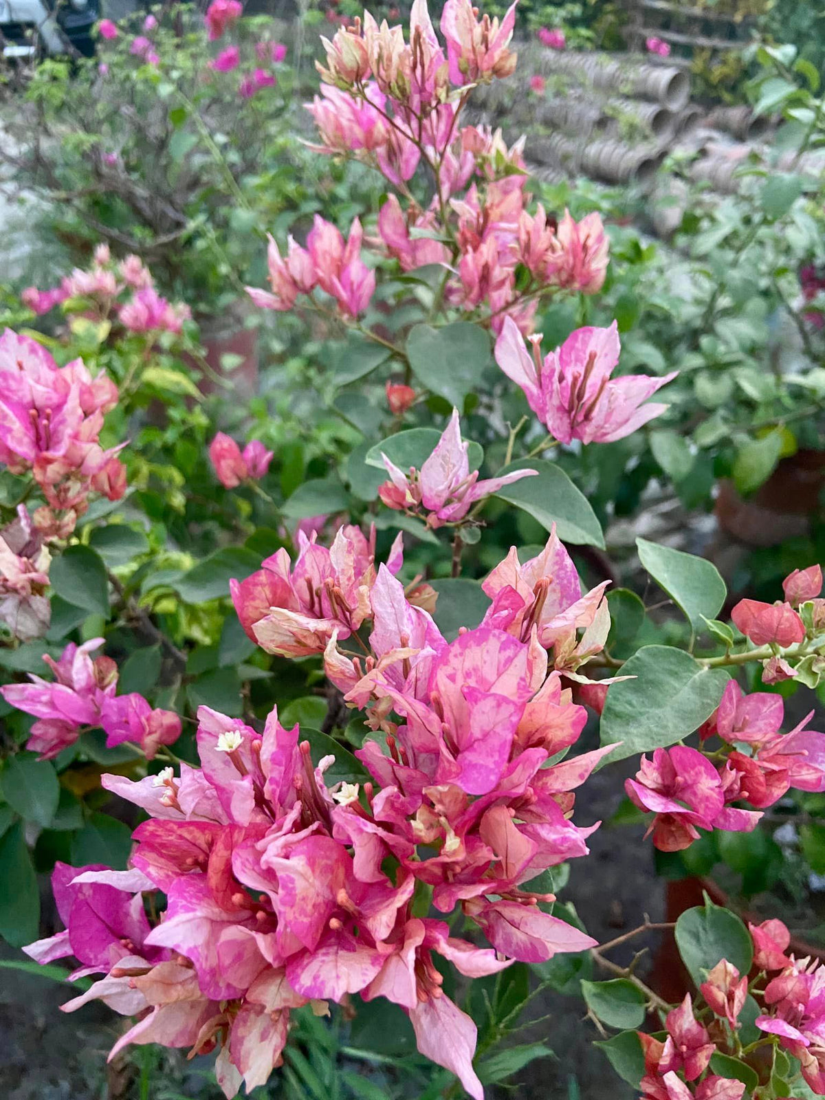 Arjunan Bougainvillea Flower Plant For Your Home Garden
