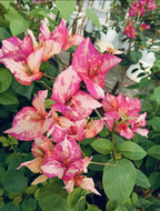 Arjunan Bougainvillea Flower Plant For Your Home Garden