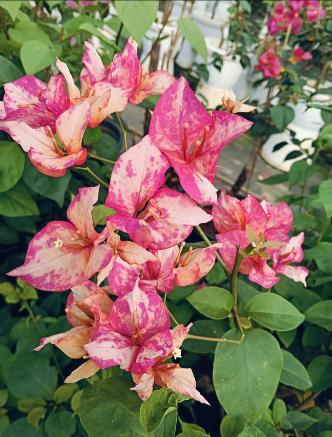 Arjunan Bougainvillea Flower Plant For Your Home Garden