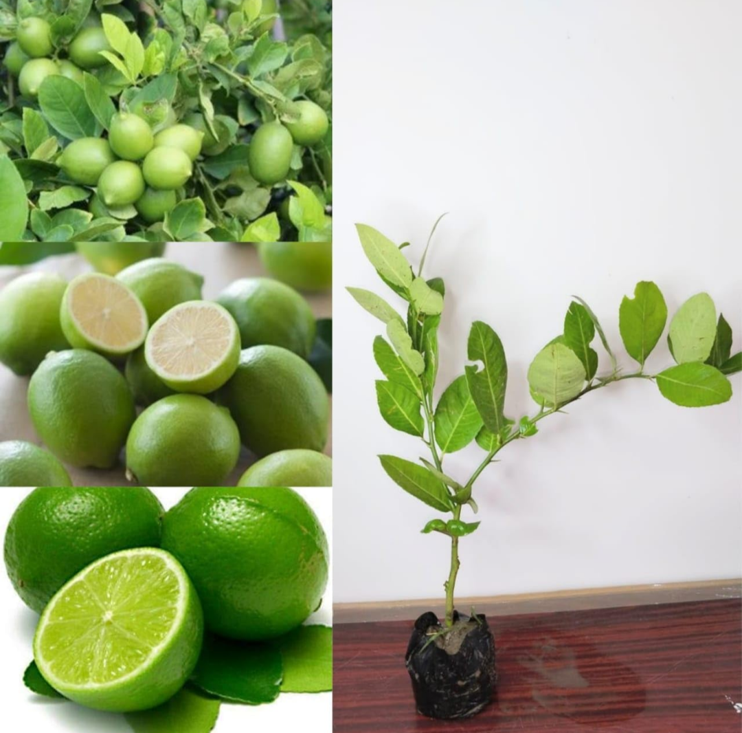 Seedless Lemon Hybrid Air Learning Fruit Plant