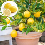 Seedless Lemon Hybrid Air Learning Grafted Fruit Plant (pack Of - 1)