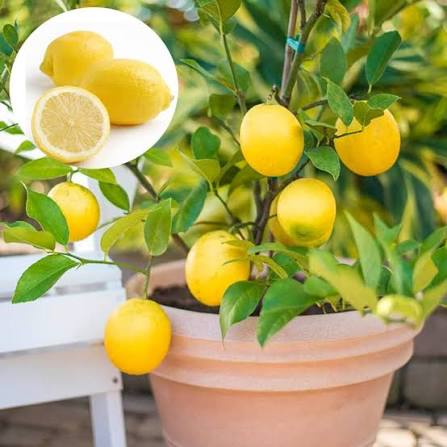 Seedless Lemon Hybrid Air Learning Grafted Fruit Plant (pack Of - 1)