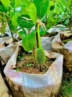 Veitnam Gum Less Jack Fruit Grafted Plant
