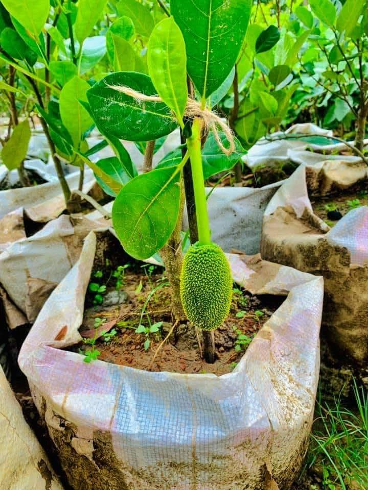 Veitnam Gum Less Jack Fruit Grafted Plant