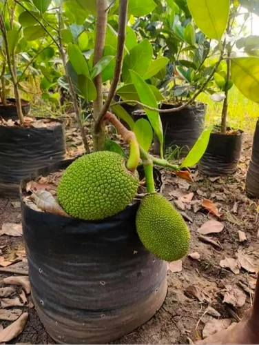 Veitnam Gum Less Jack Fruit Grafted Plant