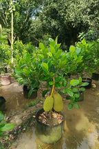 Veitnam Gum Less Jack Fruit Grafted Plant