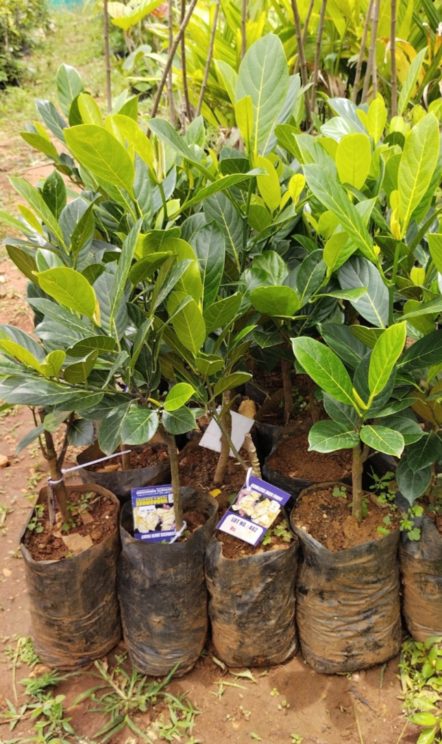 Veitnam Gum Less Jack Fruit Grafted Plant