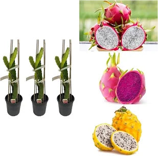Pack Of 3 Combo Multicolour Dragon Fruit Hybrid Plant